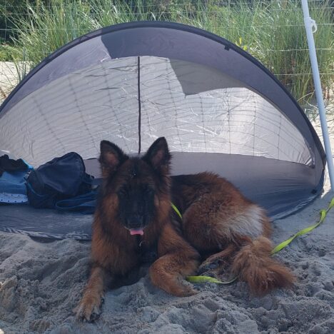 Morza szum, ptaków śpiew – Krynica Morska.